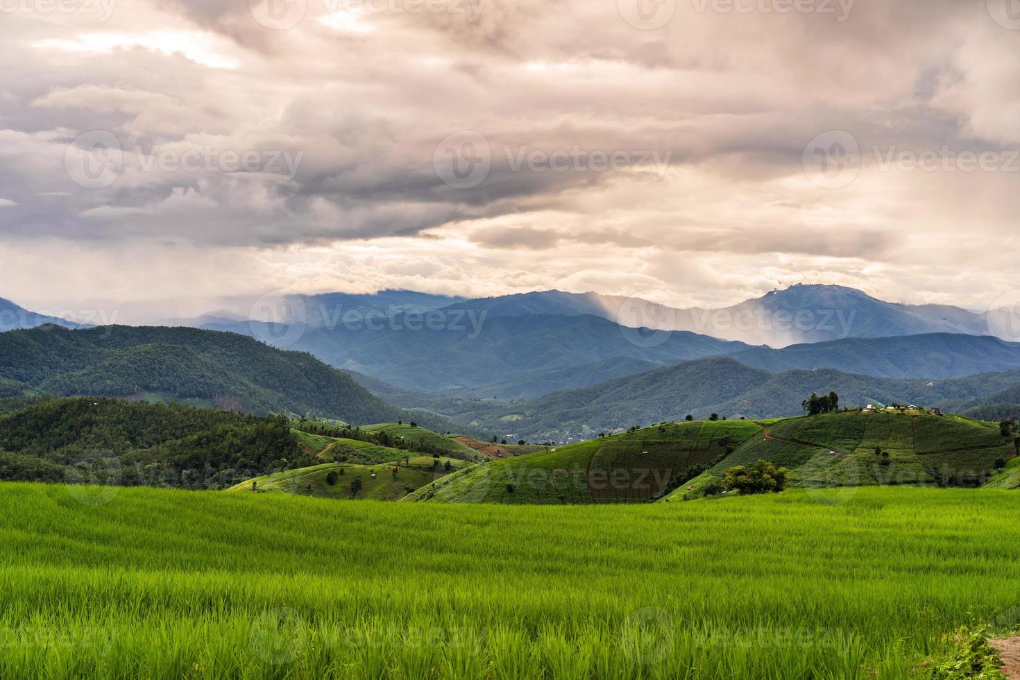 skön landskap grön ris terrasser fält i pa pong pieng, Chiang Mai thailand foto