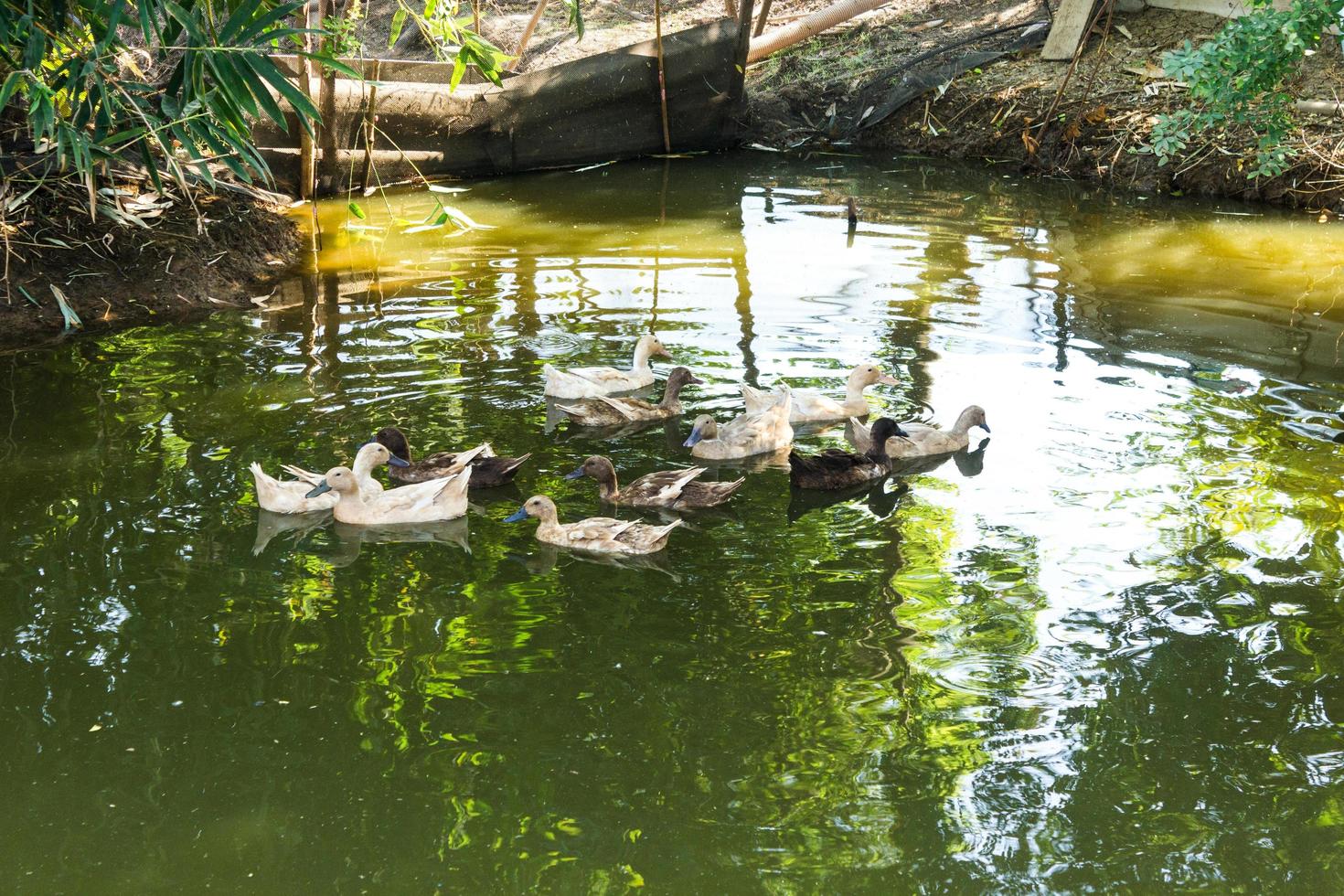 grupp ankor som simmar i en träsk foto