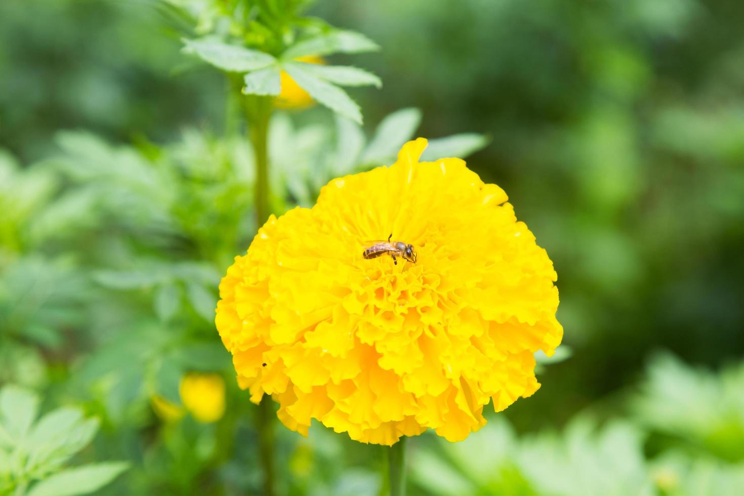 bi som letar efter nektar på en blomma foto