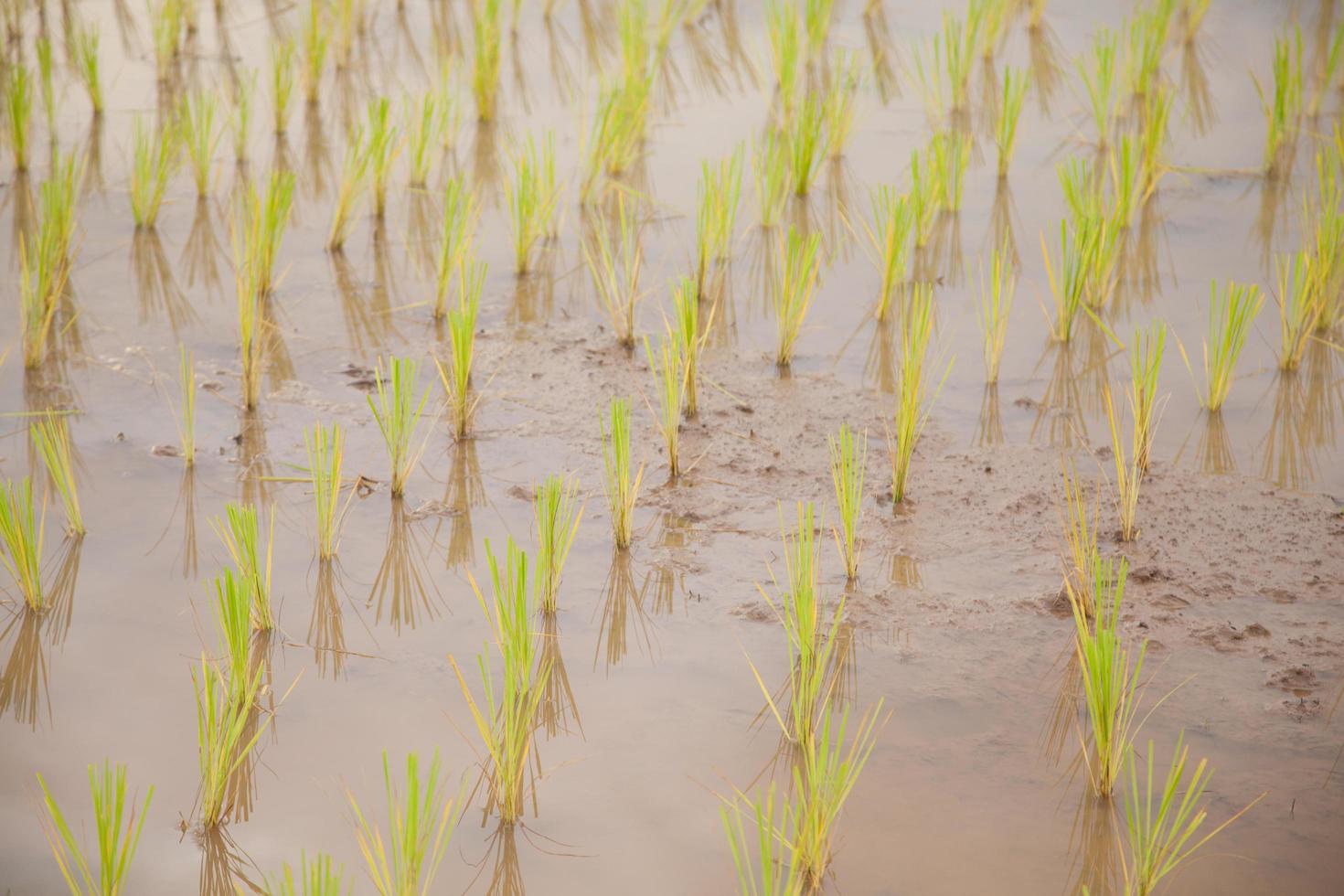 ris gård i Thailand foto