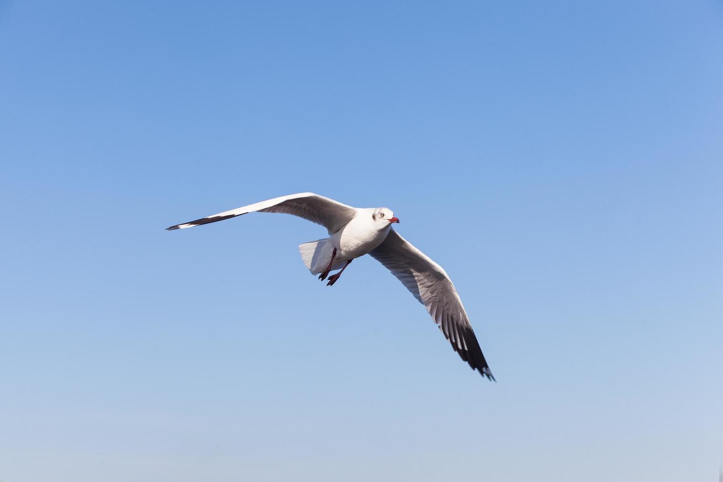 mås i himlen foto