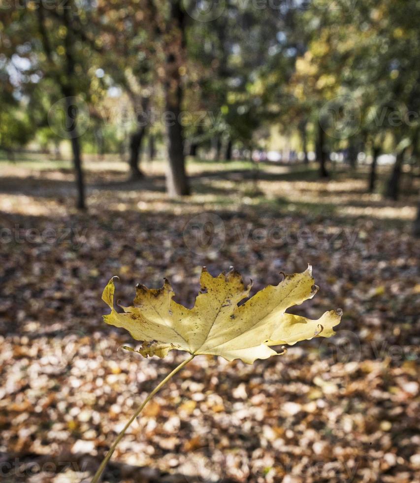 gul lönn blad, stänga upp foto