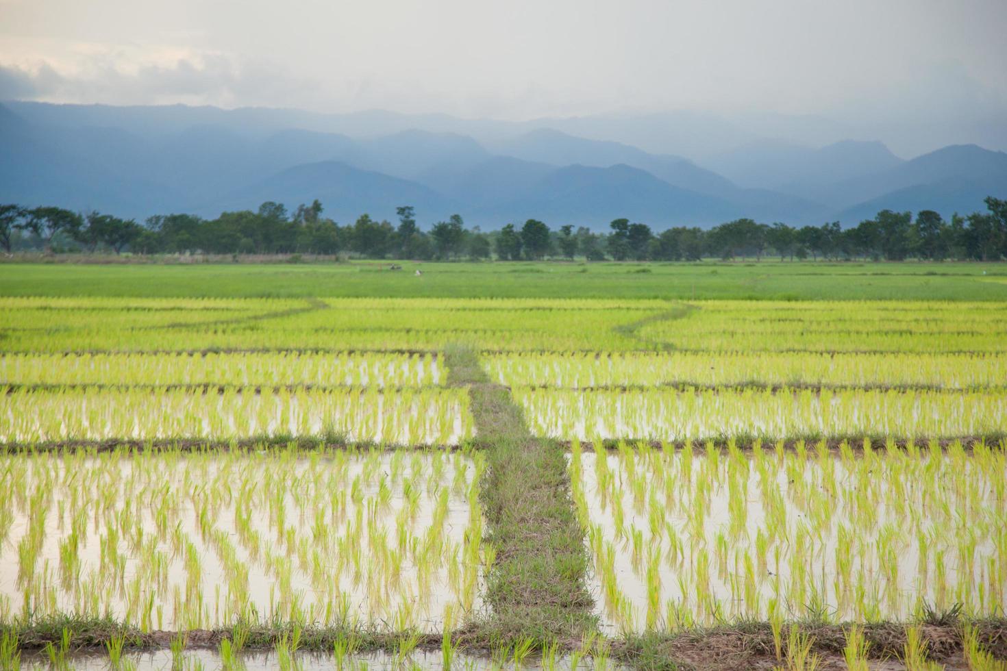 ris gård i Thailand foto