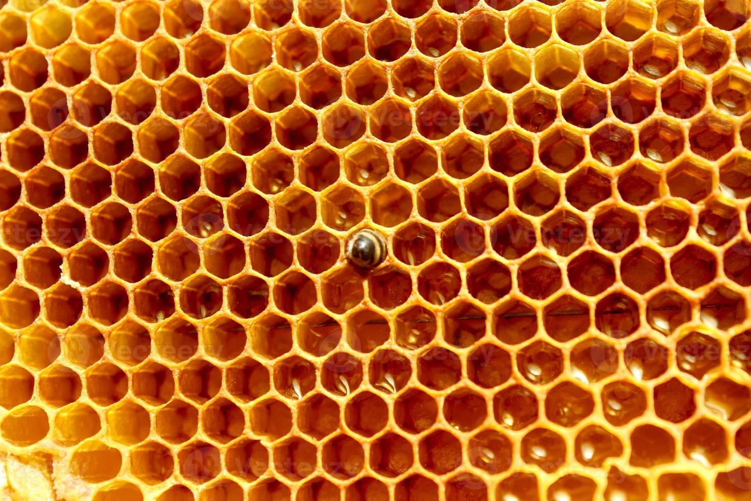 stänga upp se av ny född bi inuti bikupa på de ram med älskling, ung bi ser för mat, tillbaka utsikt, ukrainska karpater bi metamorfos foto