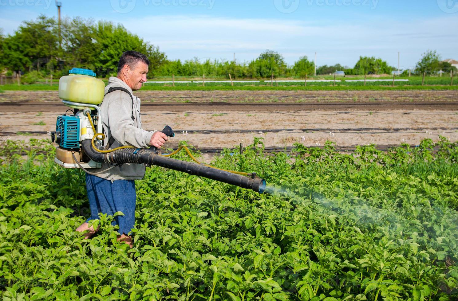manlig jordbrukare med en dimma spruta processer potatis buskar med kemikalier. kontrollera av använda sig av av kemikalier. jordbruk växande grönsaker. skydd av kultiverad växter från insekter och svamp infektioner. foto