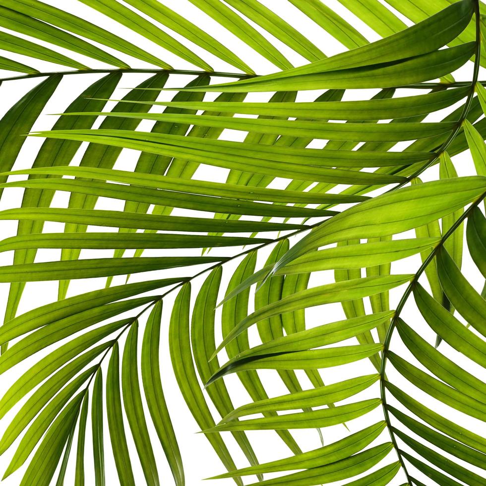 närbild av palmblad på vit bakgrund foto