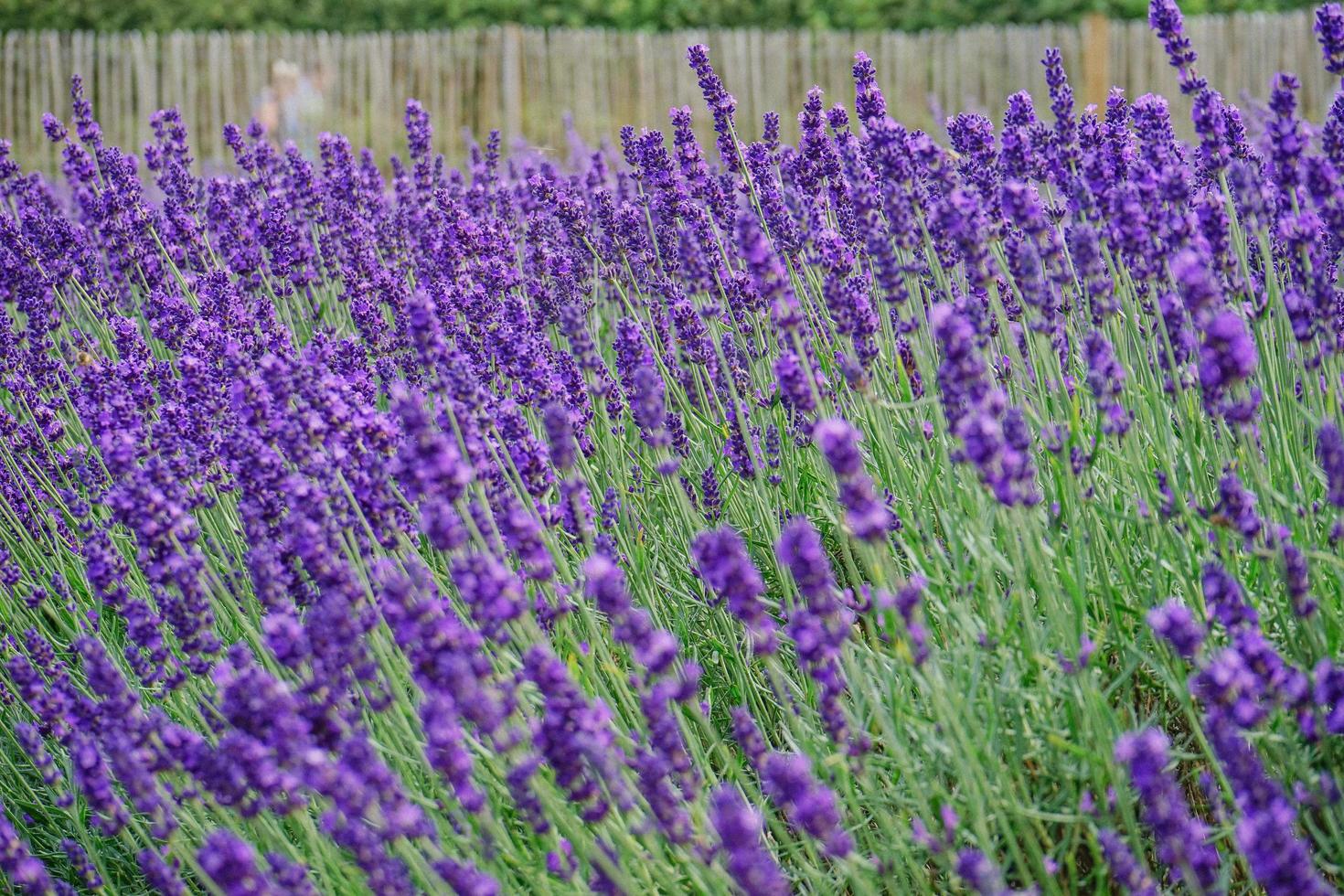 blommade lavendelblommor foto