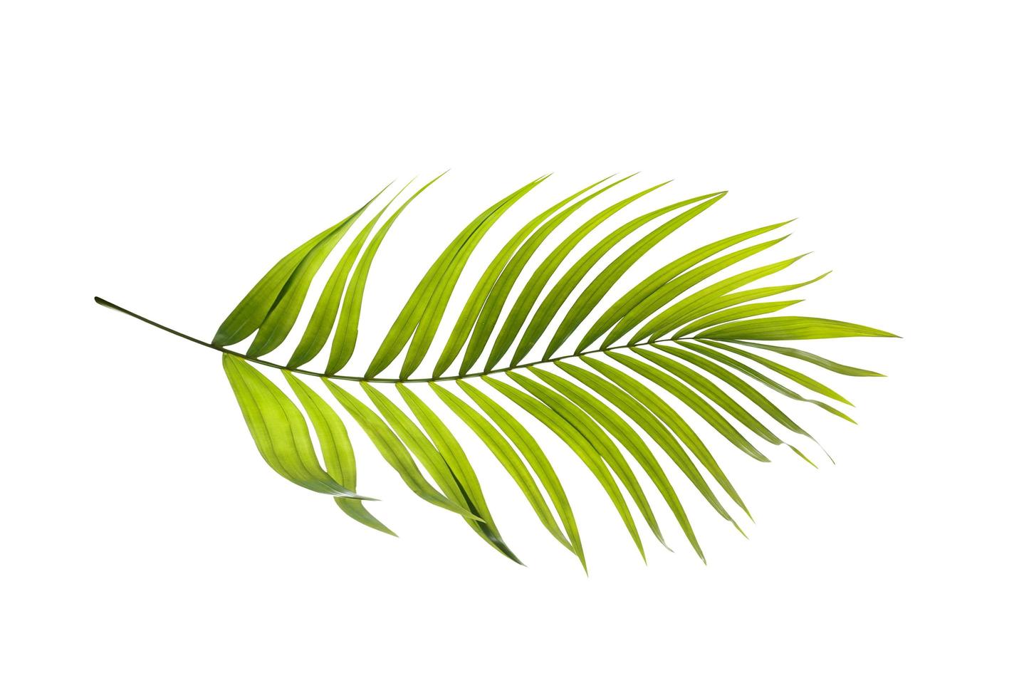 ett ljusgrönt palmblad foto