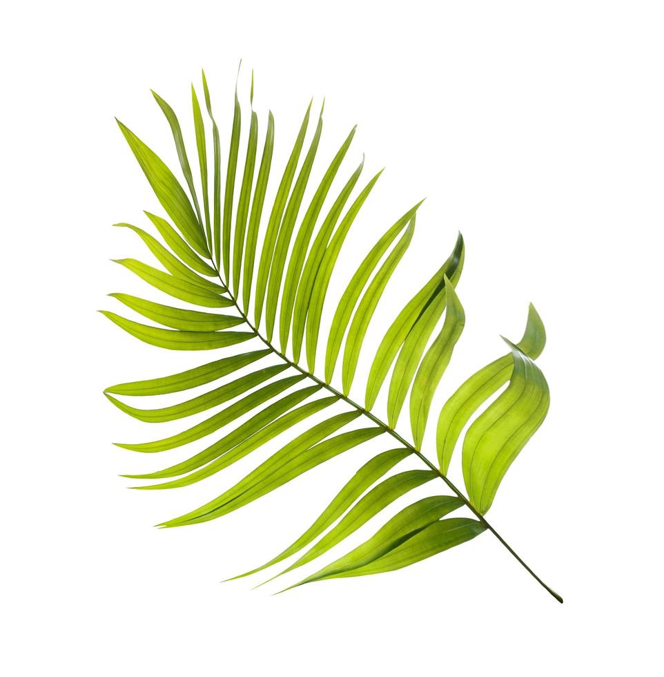 ljusgrönt palmblad foto