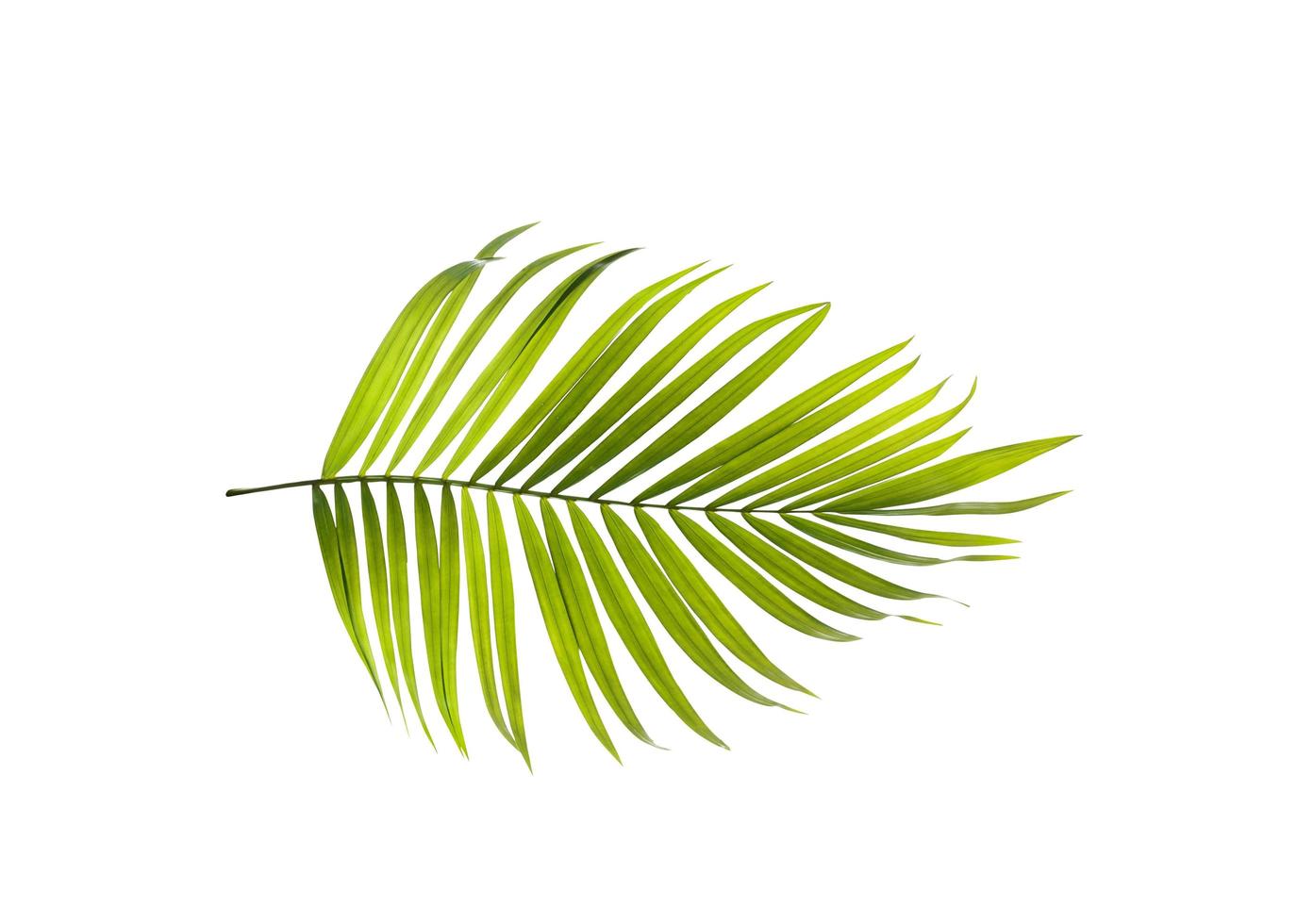 enda ljusgrönt palmblad foto