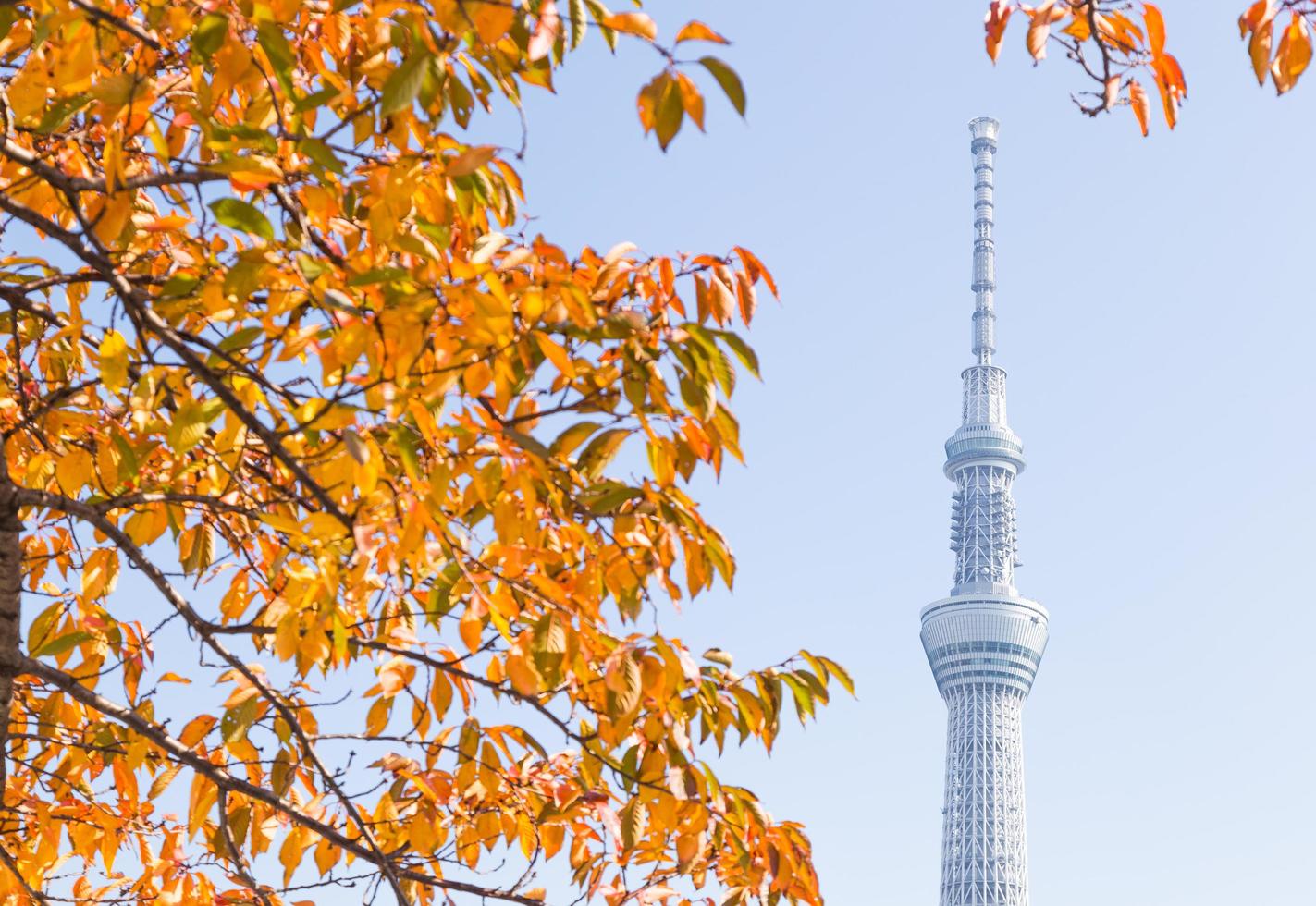 tokyo himmel träd foto