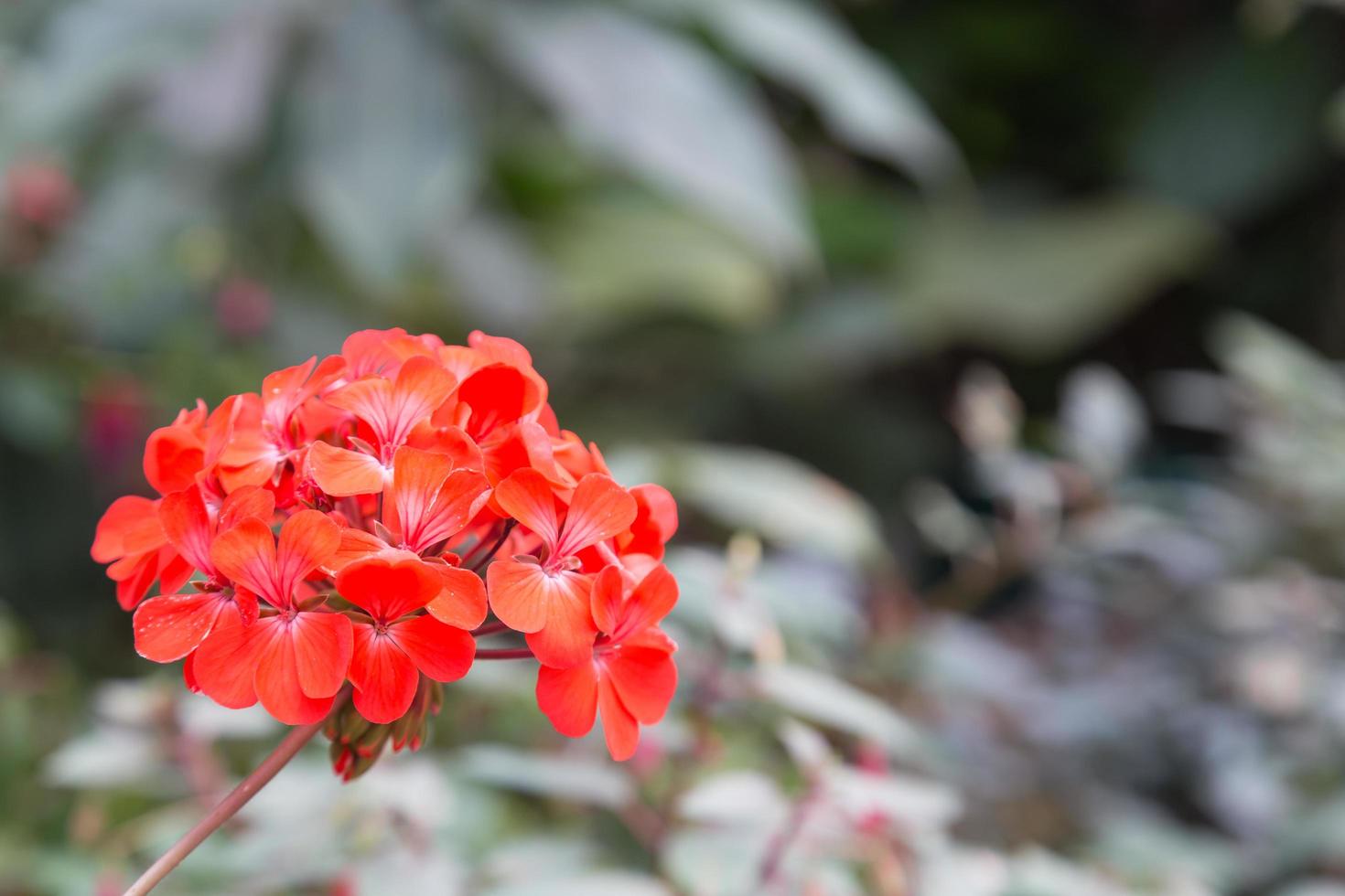 röd blomma i parken foto