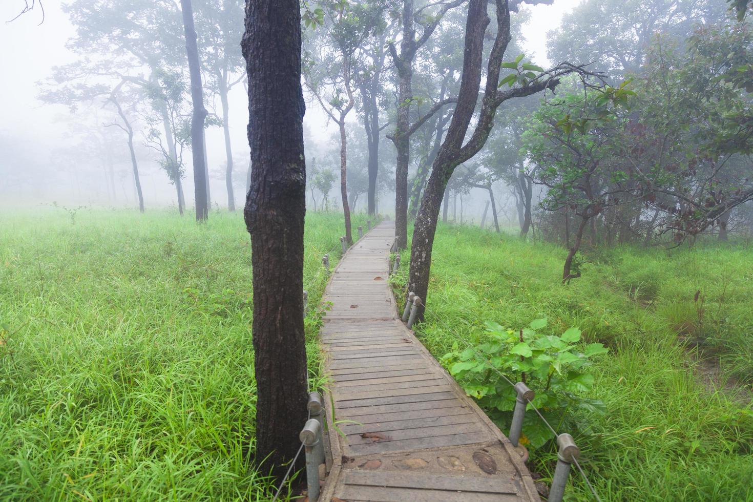 trä gångväg i Thailand foto