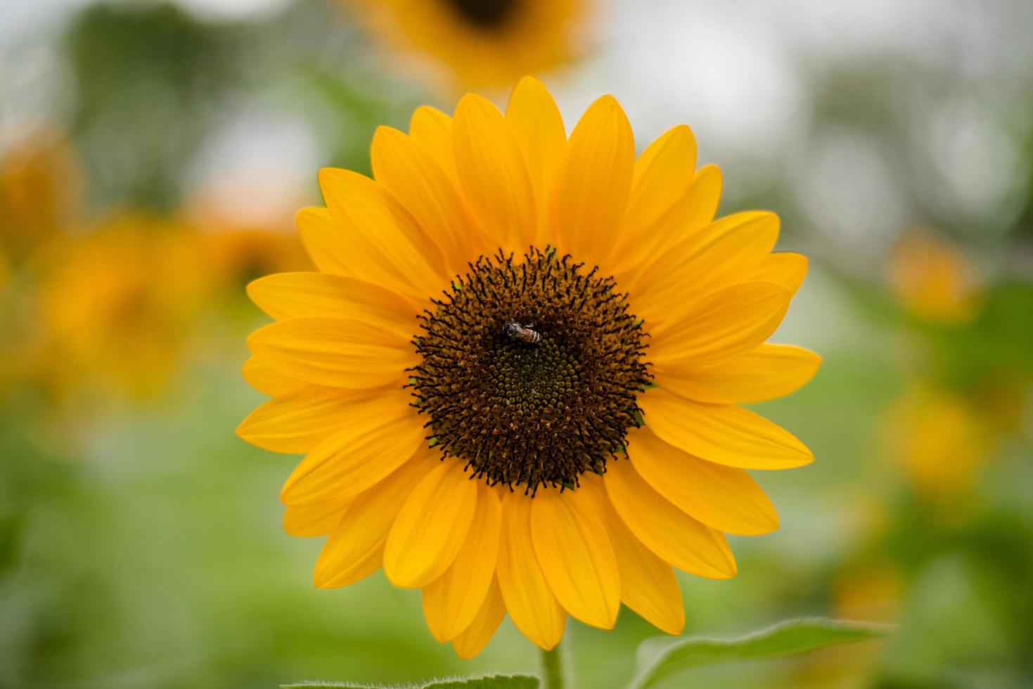 närbild av en blommande solros i ett fält med suddig naturbakgrund foto