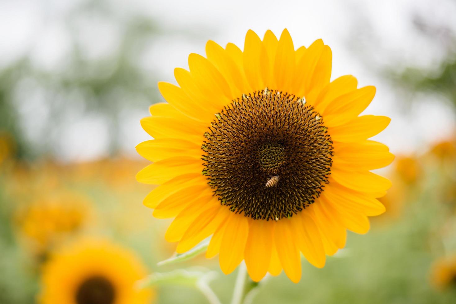 närbild av en blommande solros i ett fält med suddig naturbakgrund foto