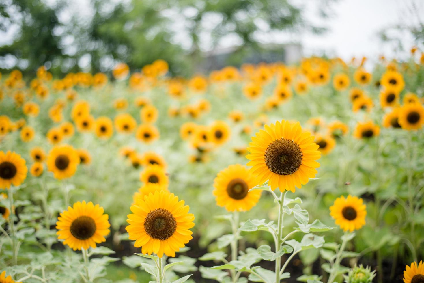 närbild av en blommande solros i ett fält med suddig naturbakgrund foto