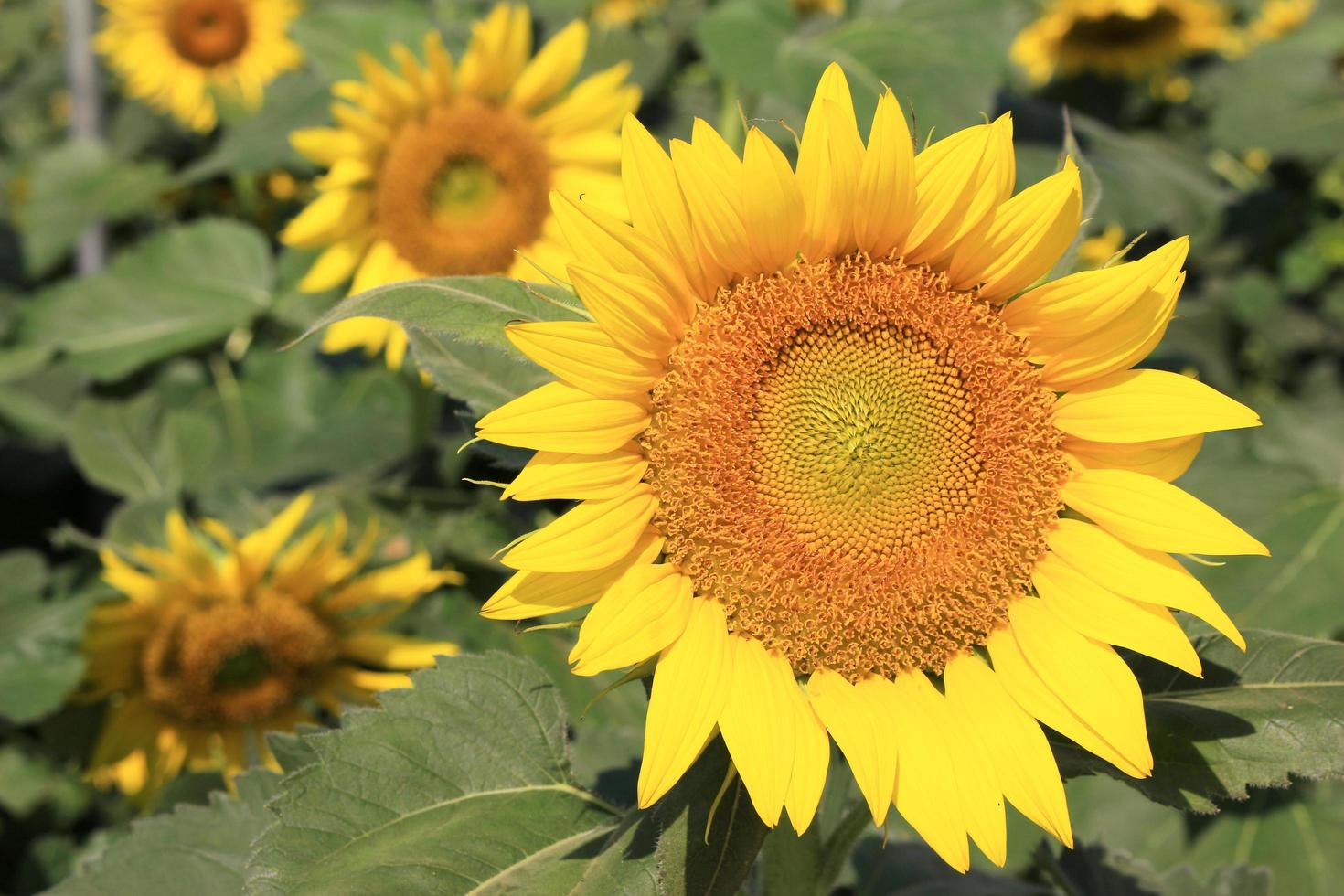 ljusgula blommor under dagen foto