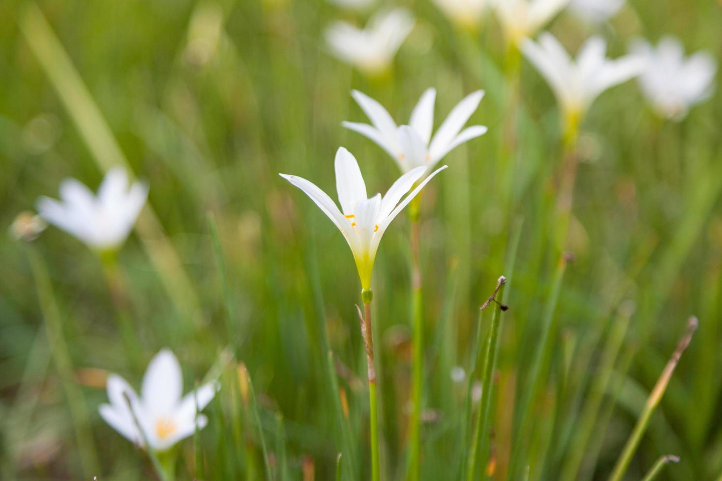 små blommor på fältet foto