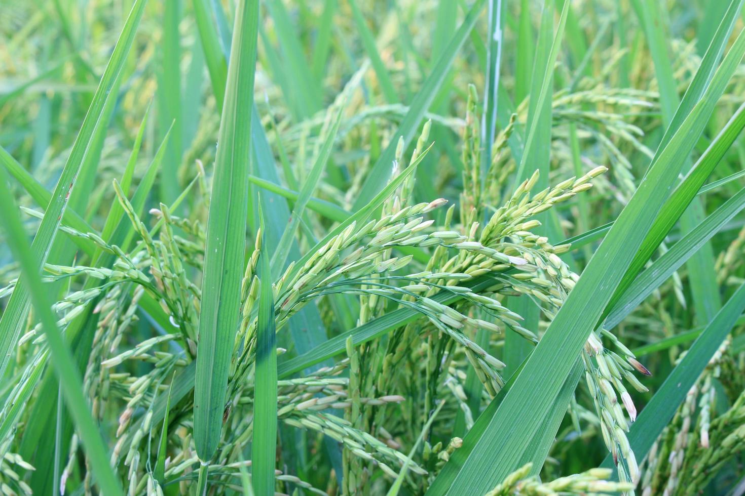 närbild av risväxter foto