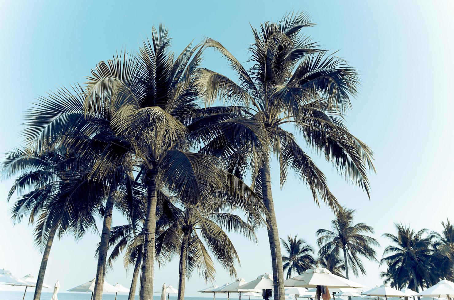 höga palmer på en utväg foto