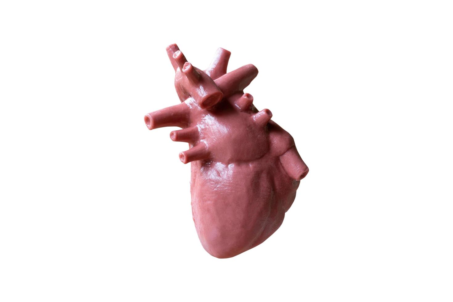 anatomisk modell av mänskligt hjärta foto