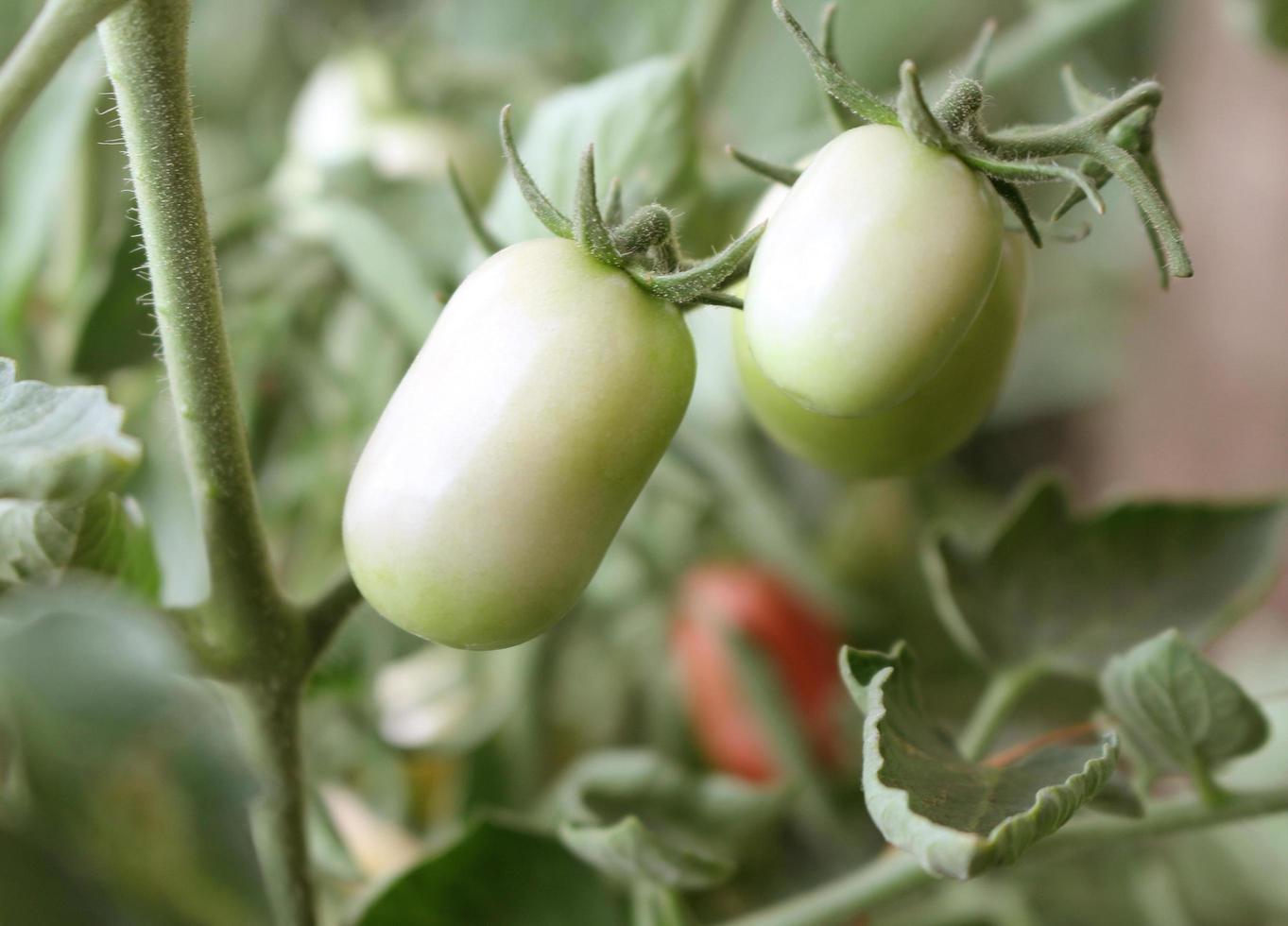 två gröna tomater foto