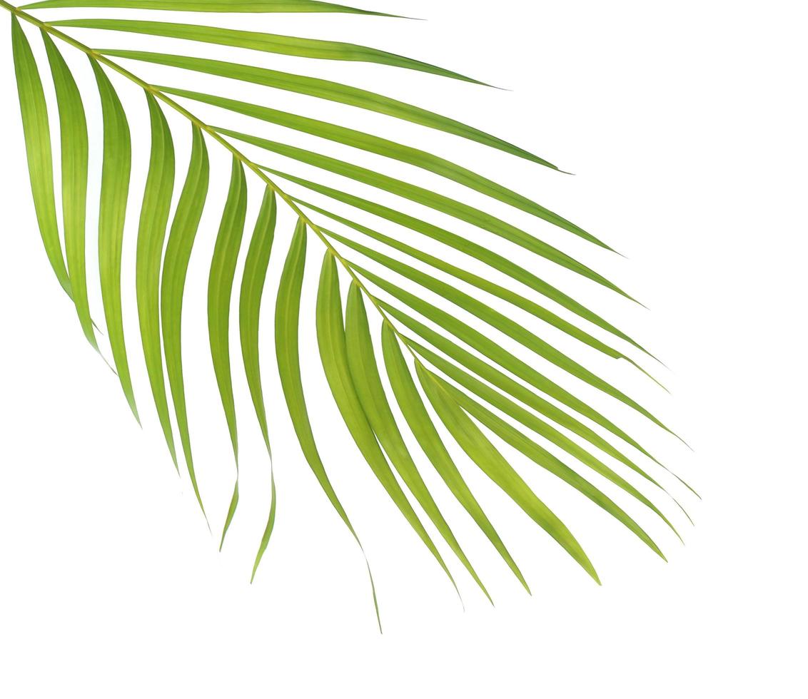 grönt tropiskt palmblad på vit bakgrund foto