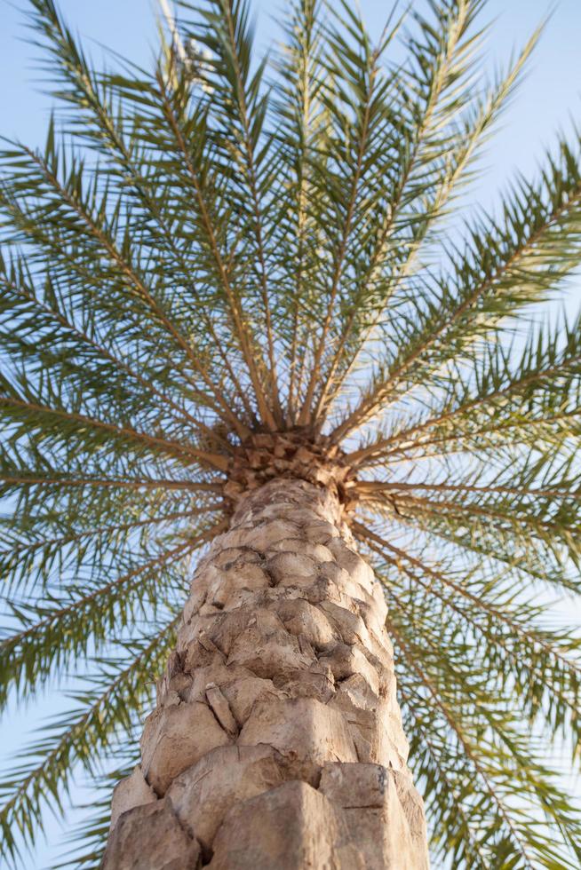 stor palmträd i Thailand foto