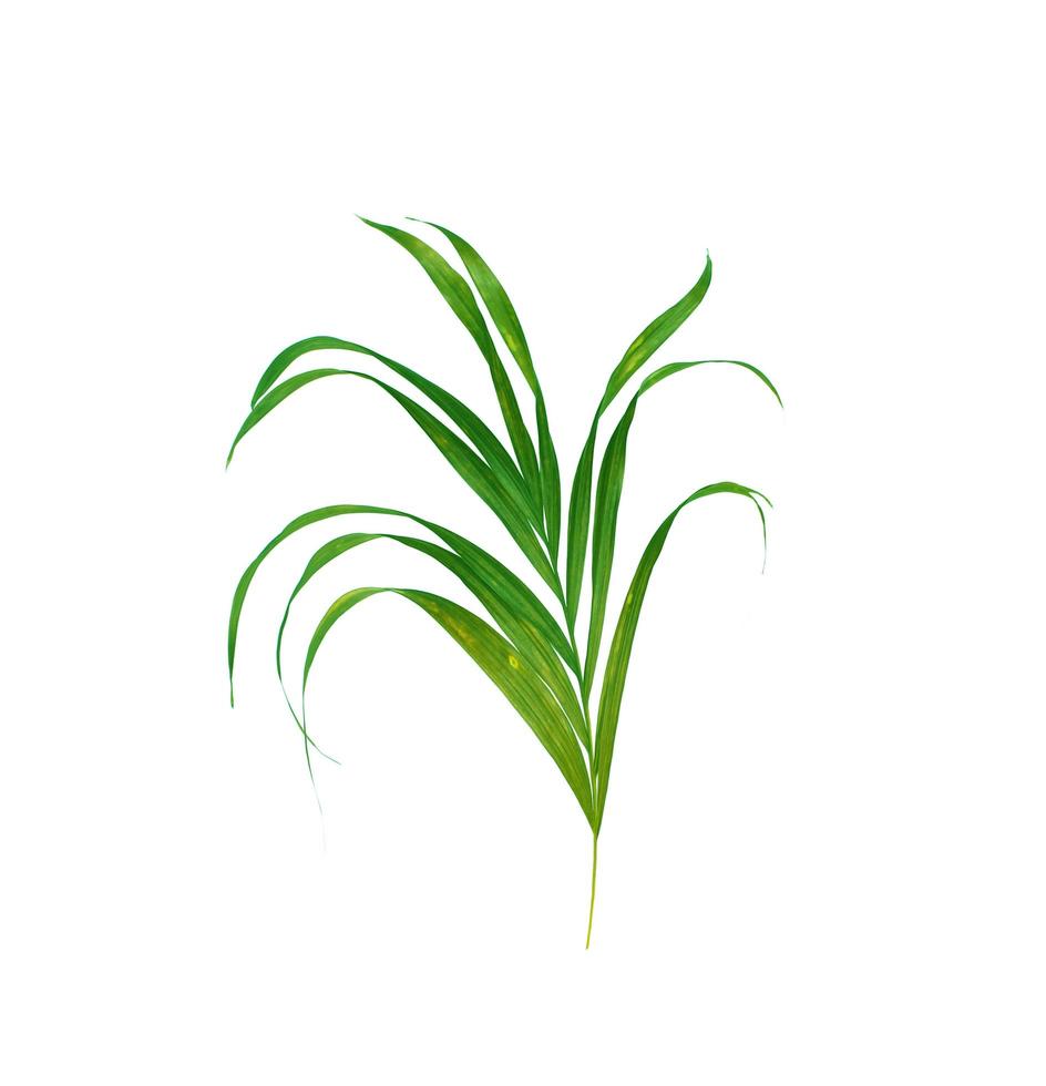 frodiga tropiska gröna palmblad foto