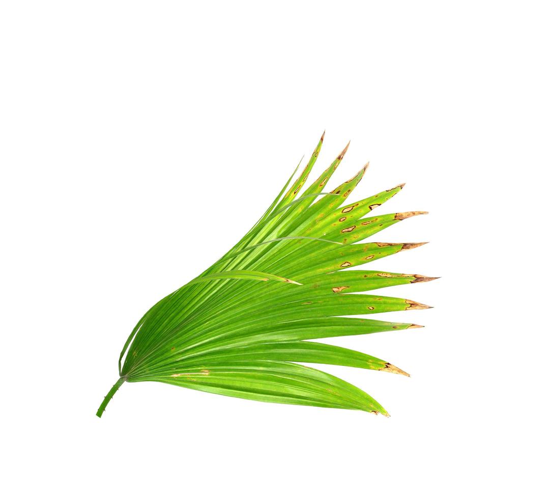 isolerad palmgren med bruna spetsar foto