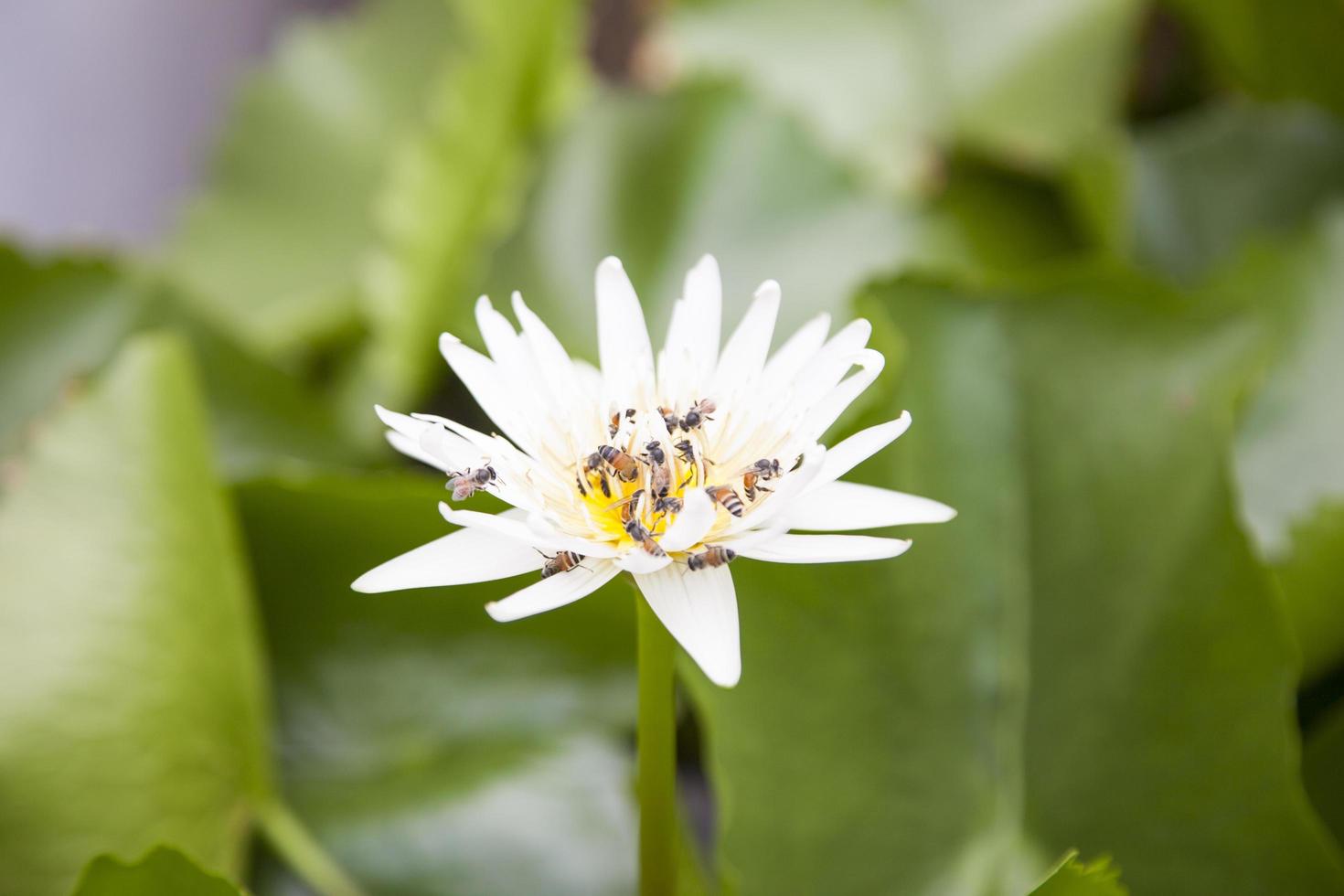 vit lotusblomma i dammen foto