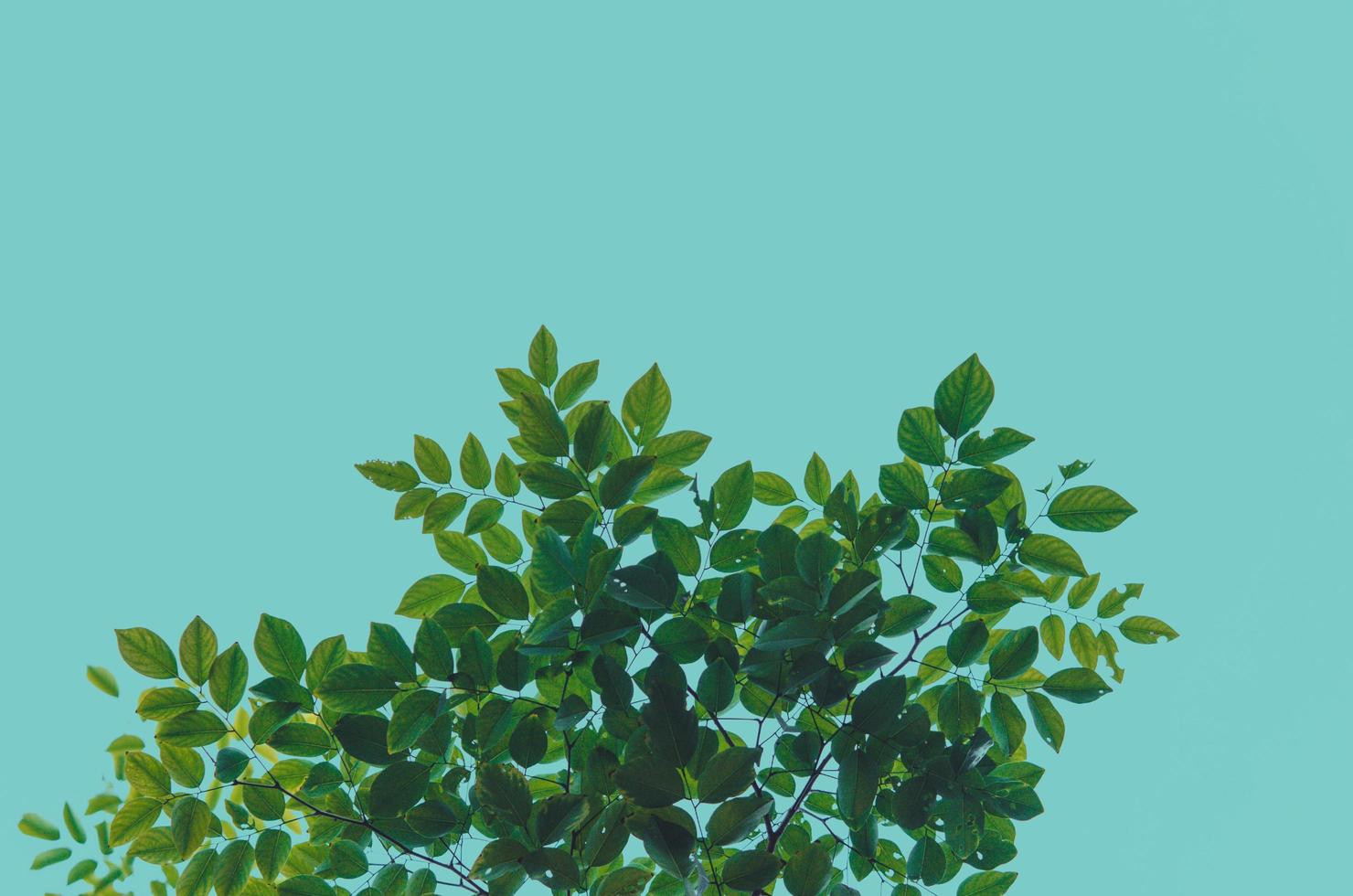 gröna blad på blå bakgrund foto