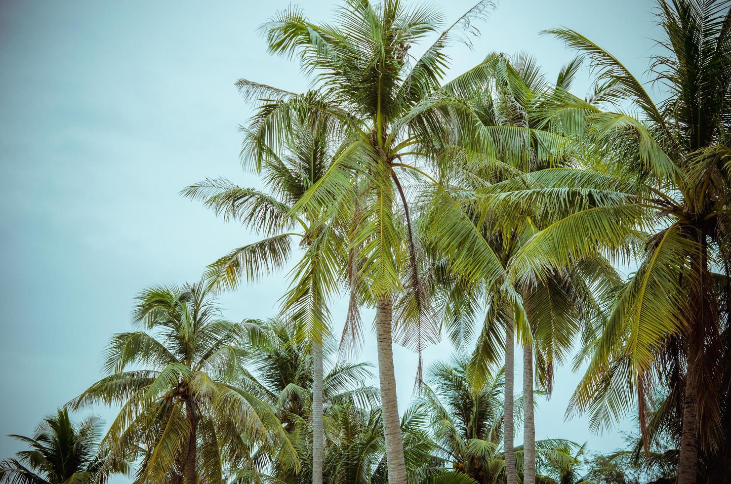 palmer med en blå himmel foto