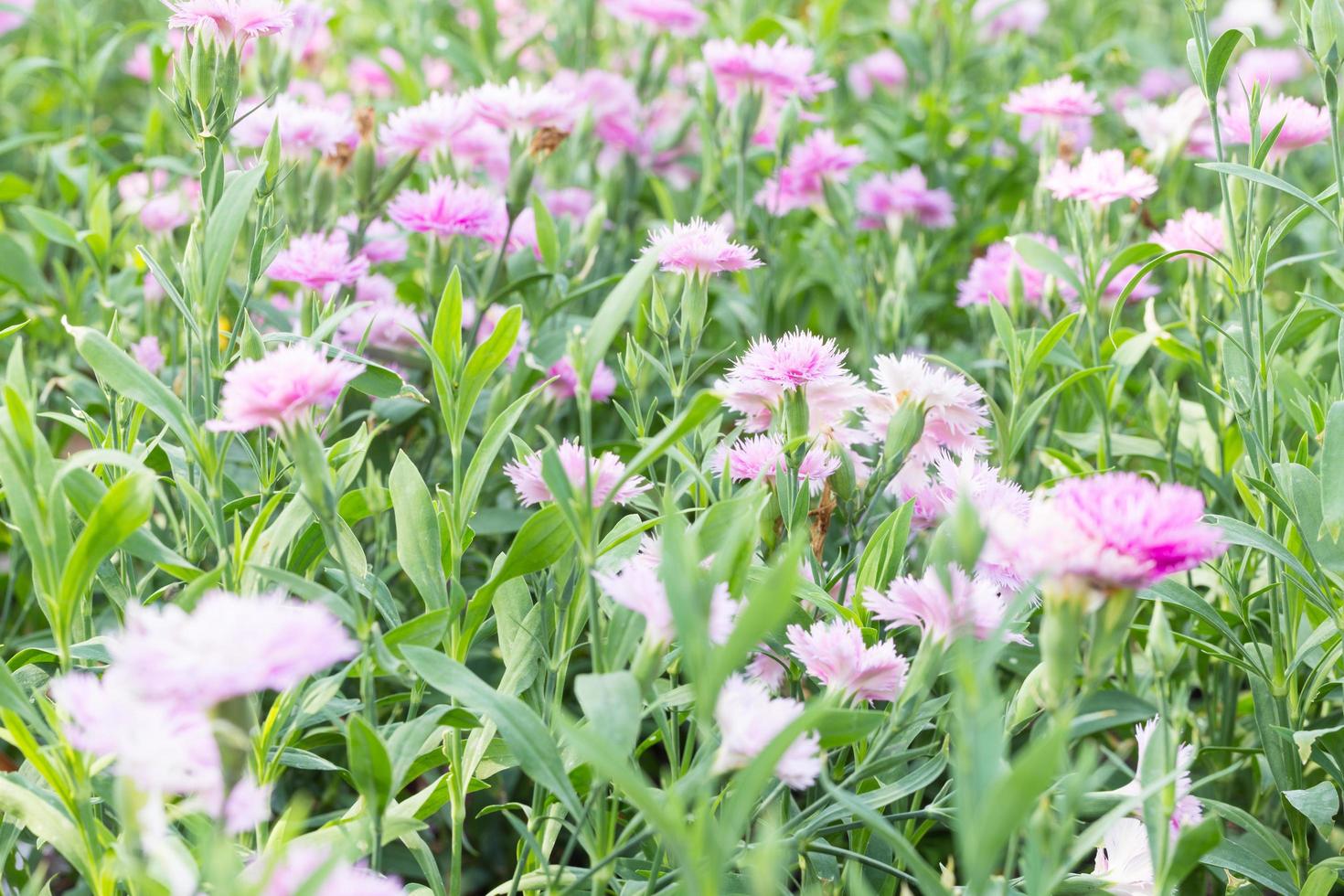 violetta blommor i parken foto