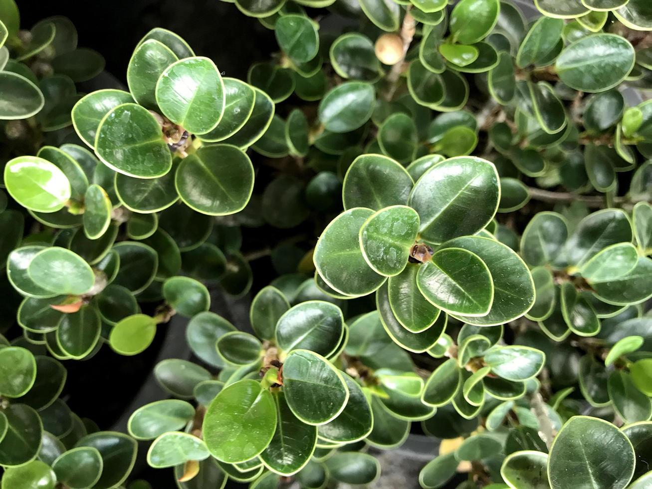 vaxartade gröna blad foto