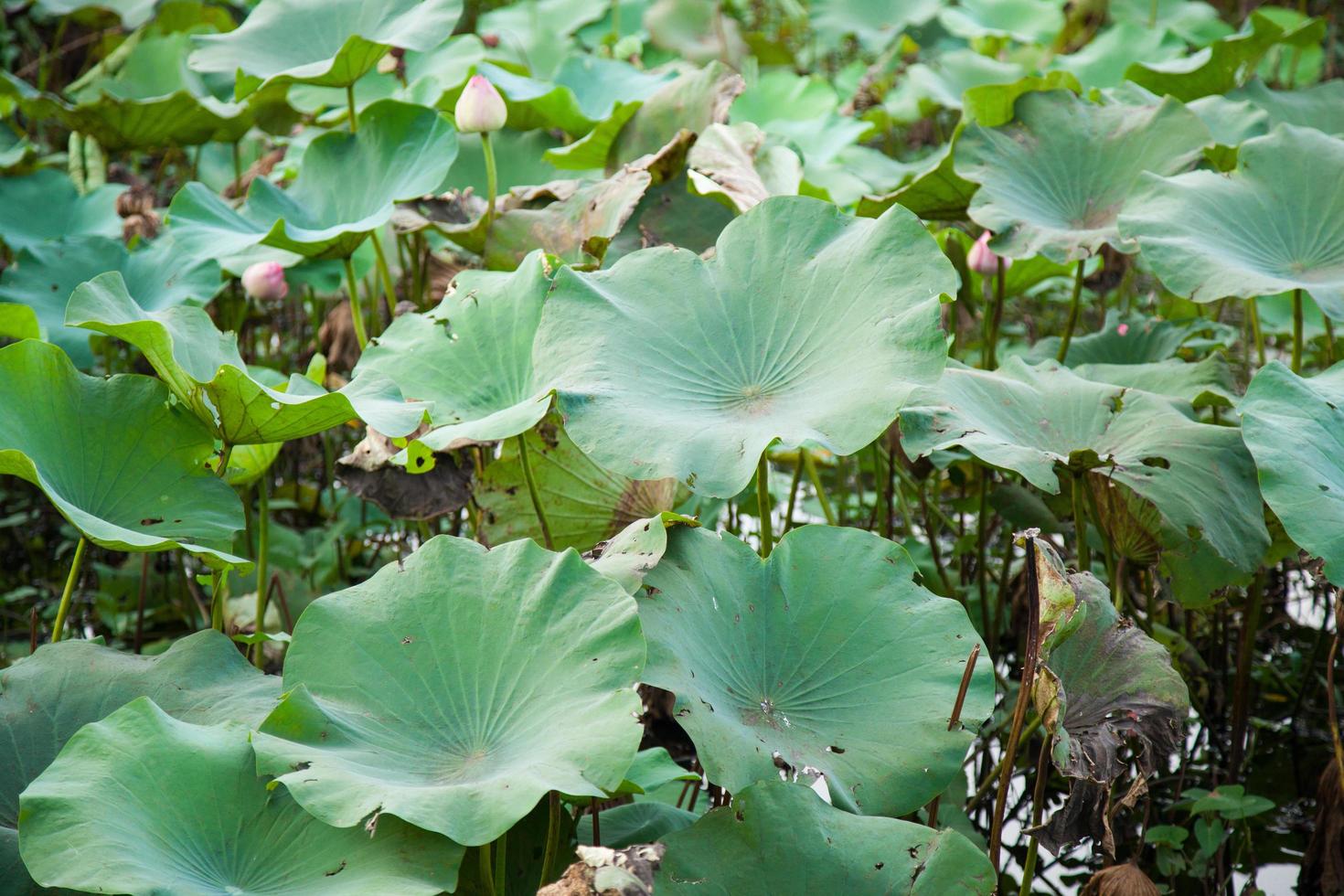 gröna lotusblad foto