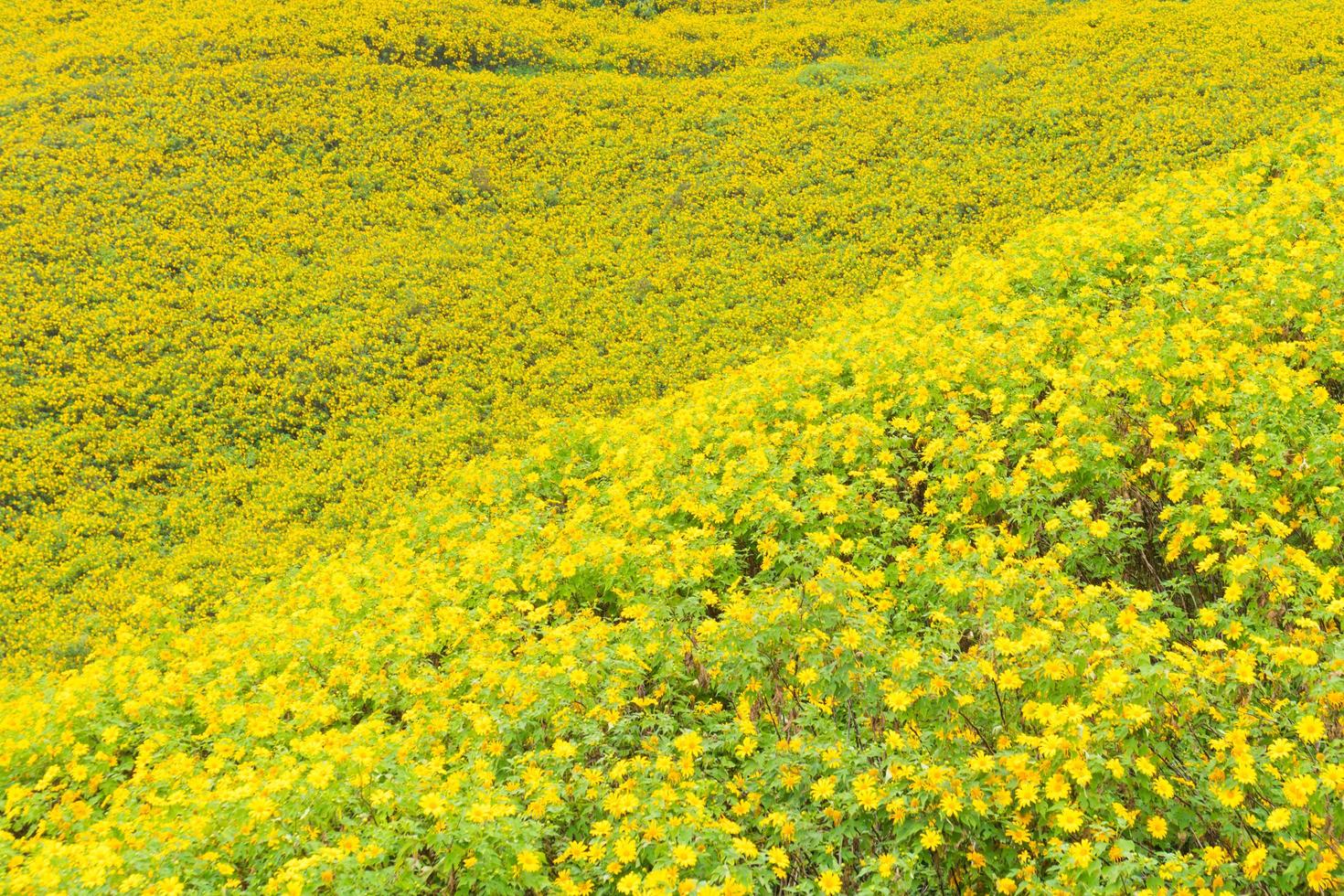 gula blommor på fältet foto