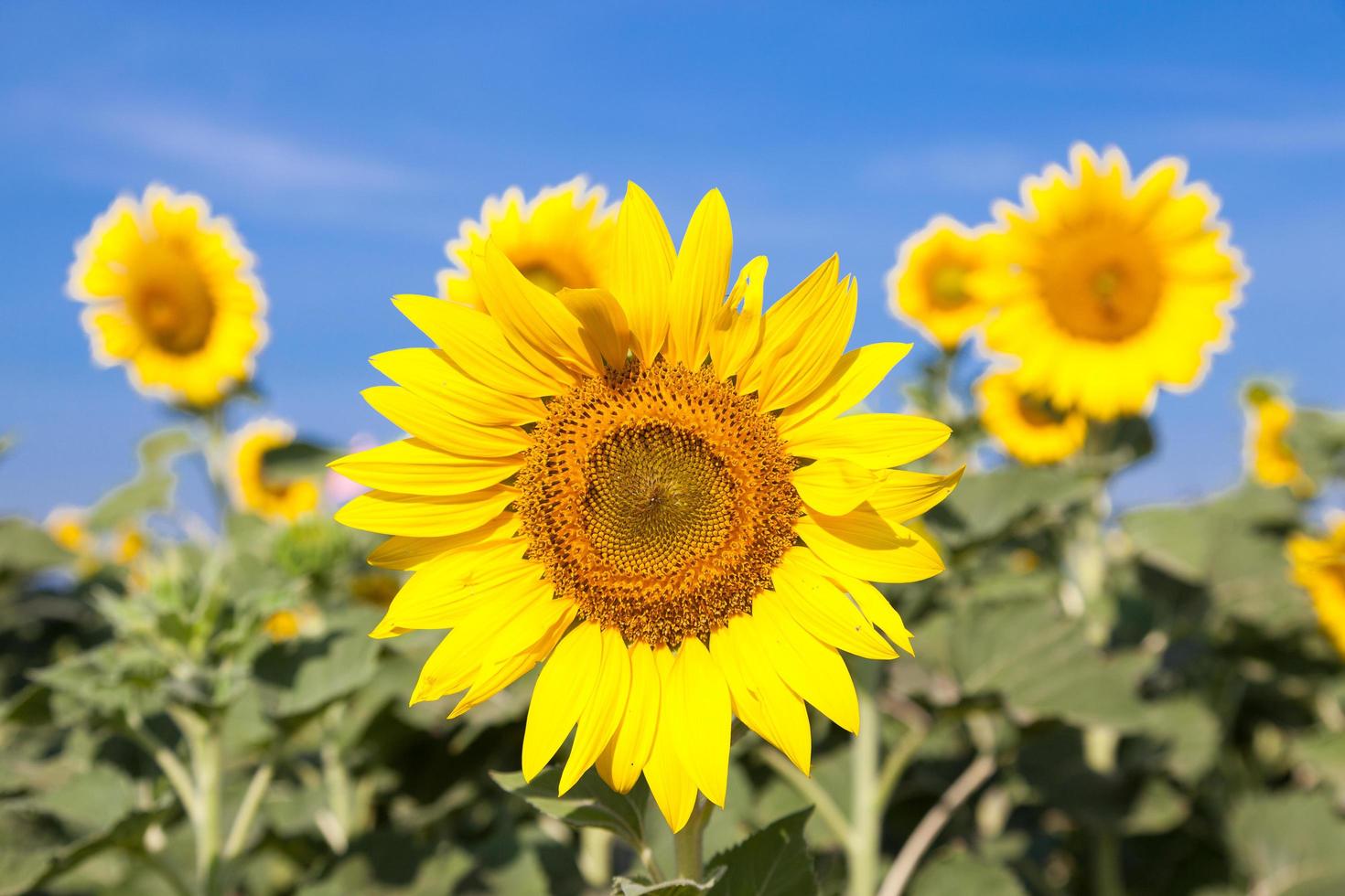 solrosor på ett fält foto