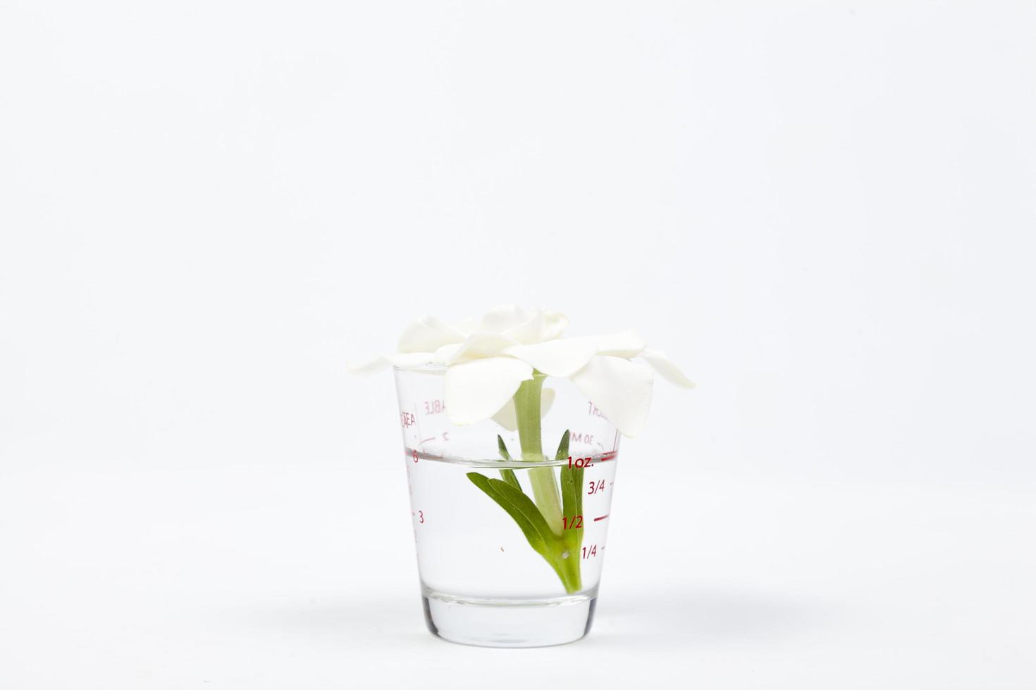 blomma i ett glas på vit bakgrund foto