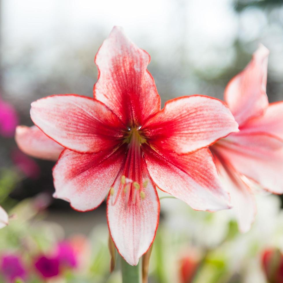 stora vita och röda blommor foto