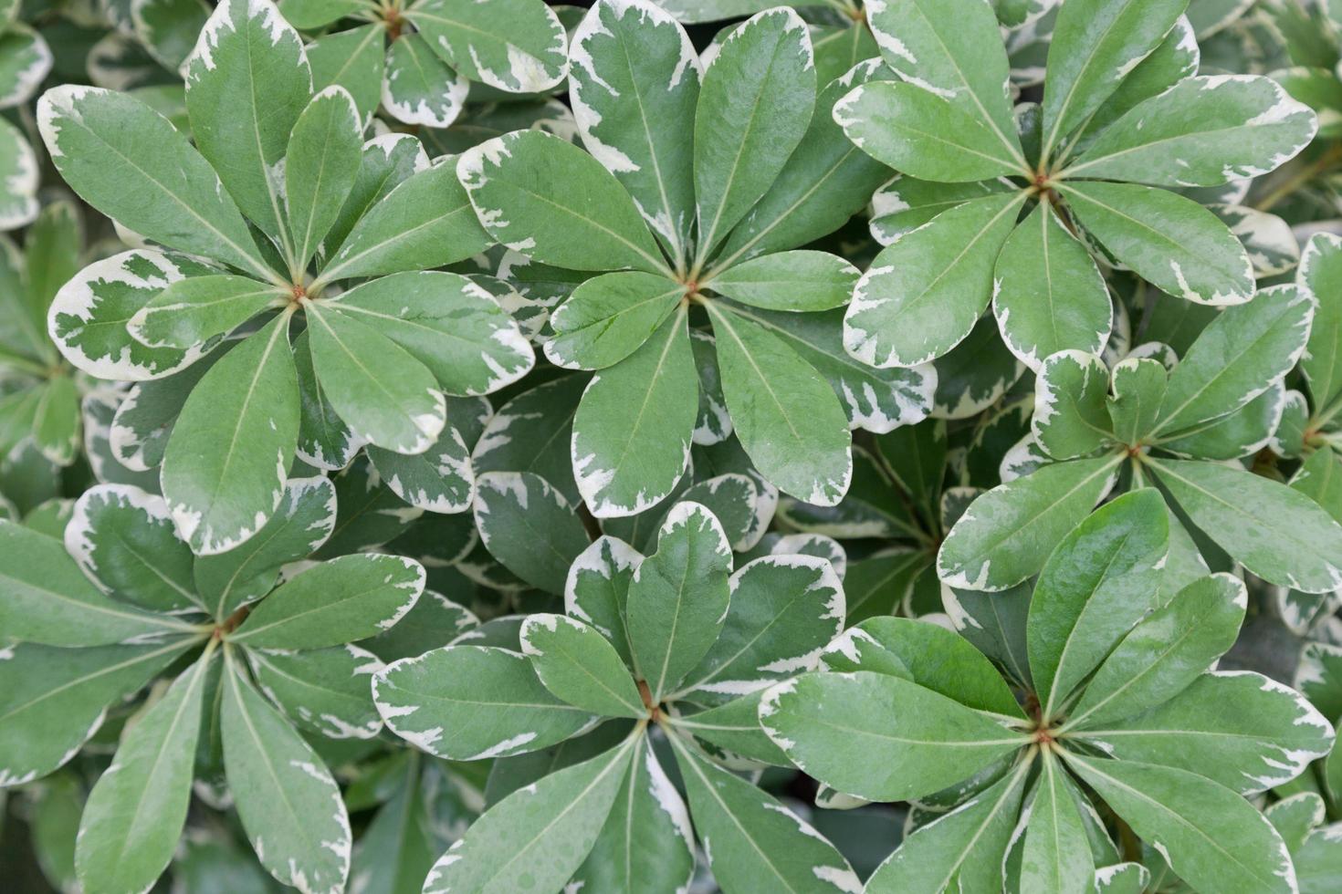gröna blad med vita ränder foto