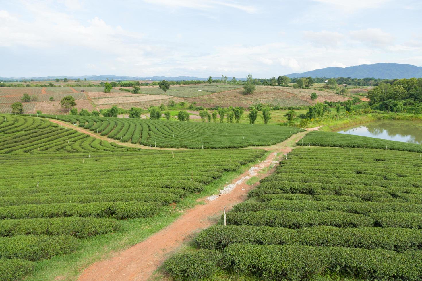 te gård i Thailand foto