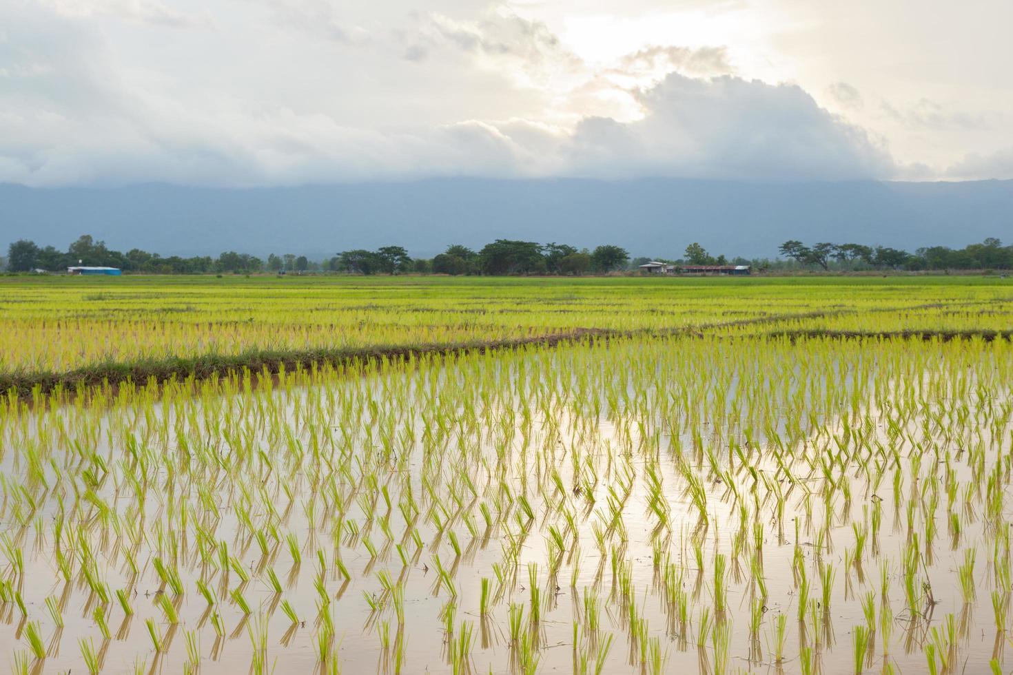 ris gård i Thailand foto