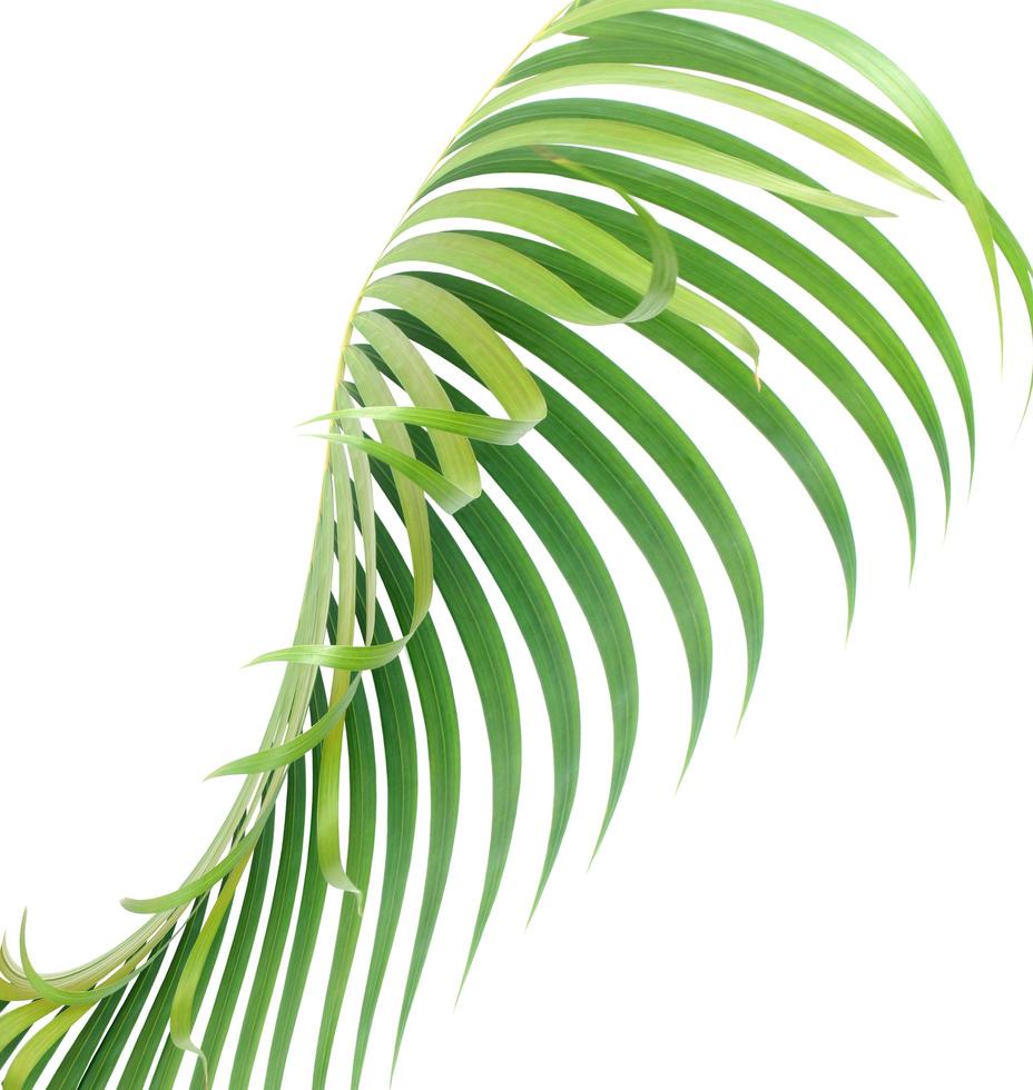 tropiskt blad isolerad på vitt foto