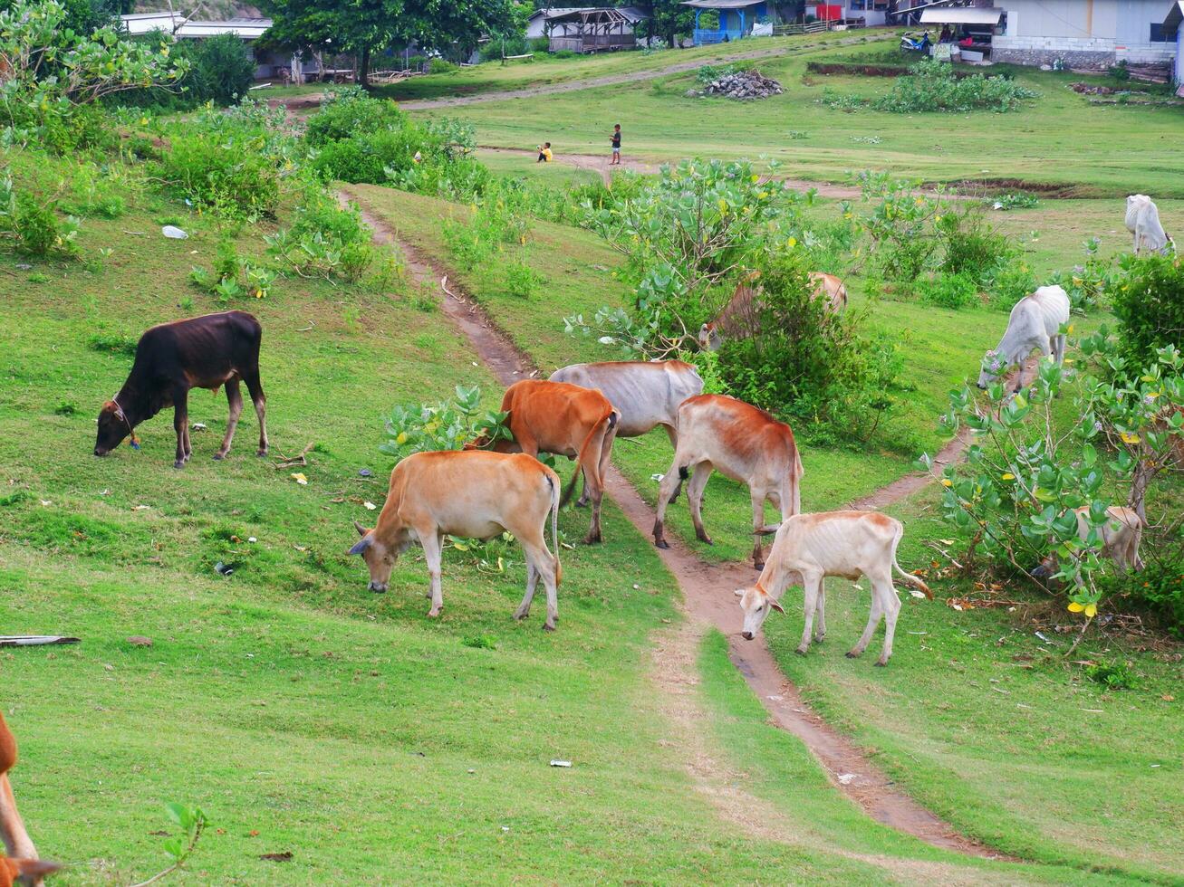 en grupp av kor äter på de grön bete , grön landskap, grön åkrar, bete kor foto