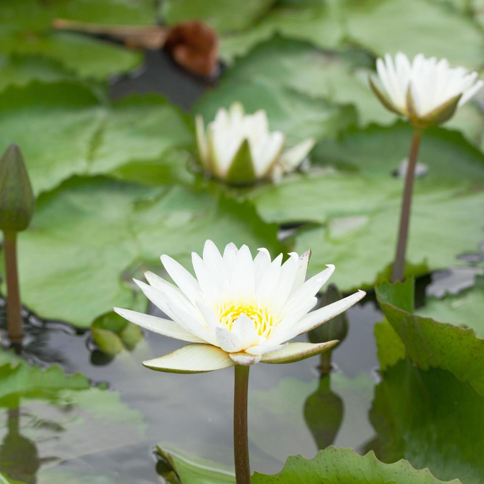 vit lotusblomma i dammen foto