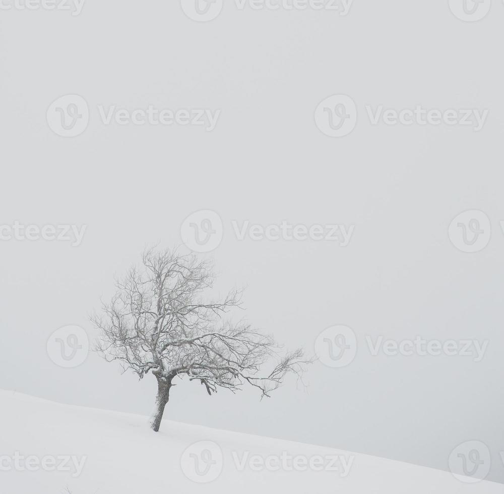 ett riklig snöfall i de rumänska karpater i de by av sirnea, brasov. verklig vinter- med snö i de Land foto
