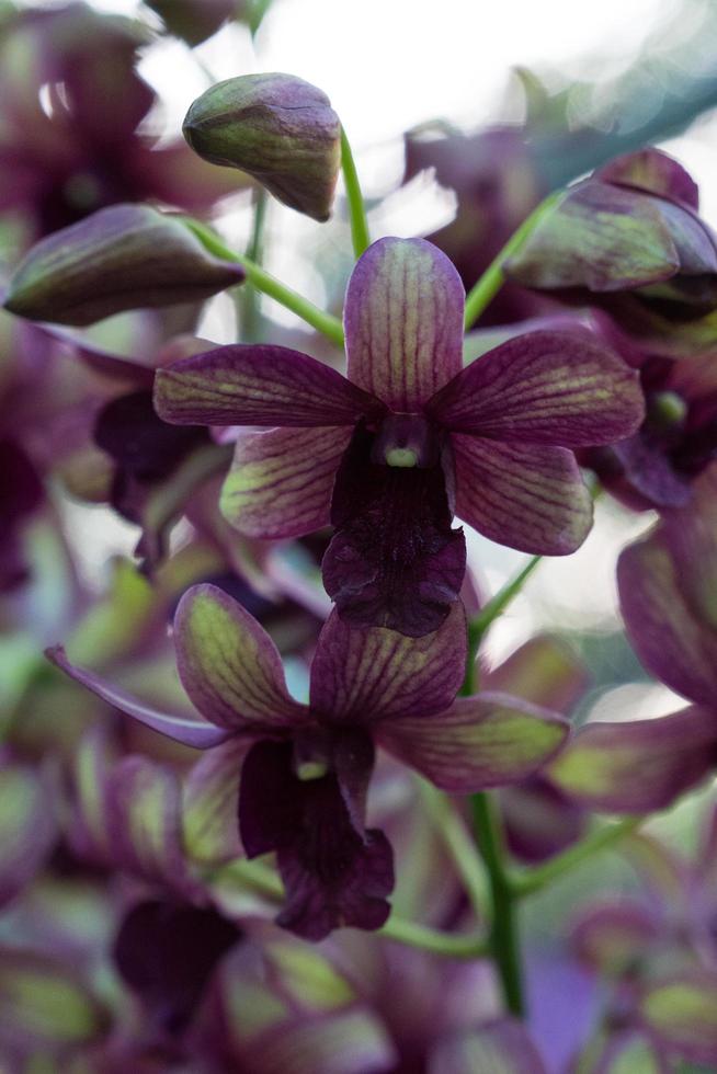 blommande orkidéblommor foto