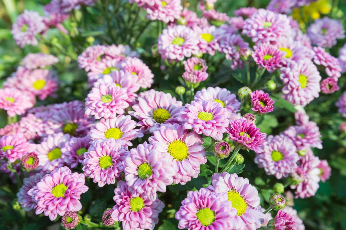 lila blommor i parken foto