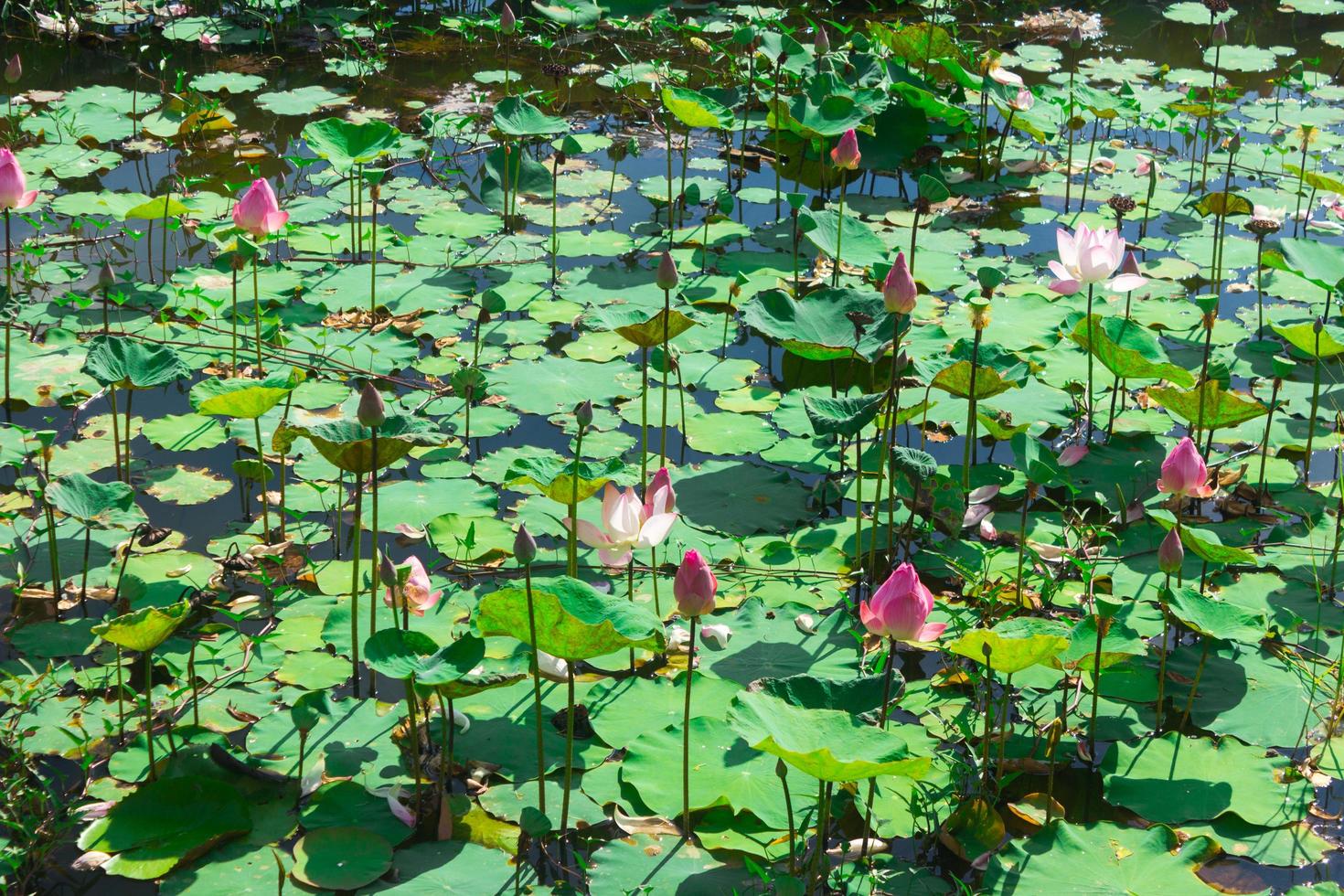 damm fylld med vattenliljor eller lotus foto